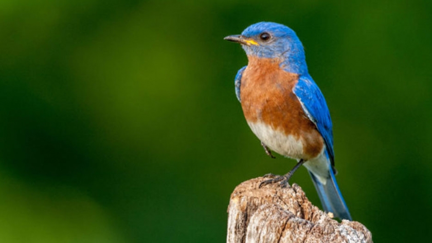 Ambiente liberó 36 aves que fueron rescatadas en operativos