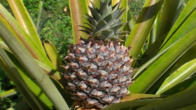 Ananá: la historia de una fruta de lujo