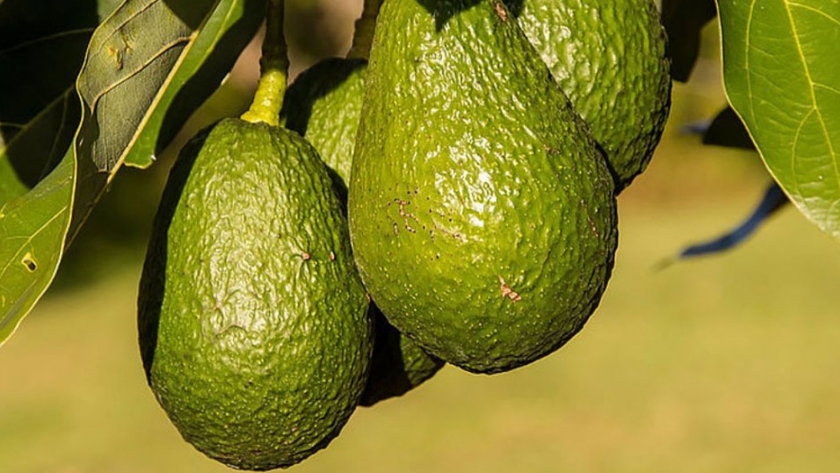 Colombia trabaja en producir portainjertos certificados para sembrar aguacate Hass