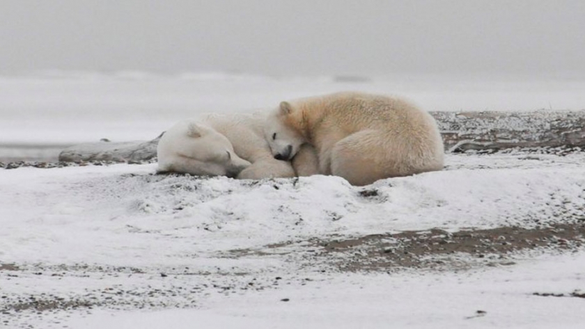 Un estudio advierte de la extinción casi total de los osos polares para 2100 por el cambio climático