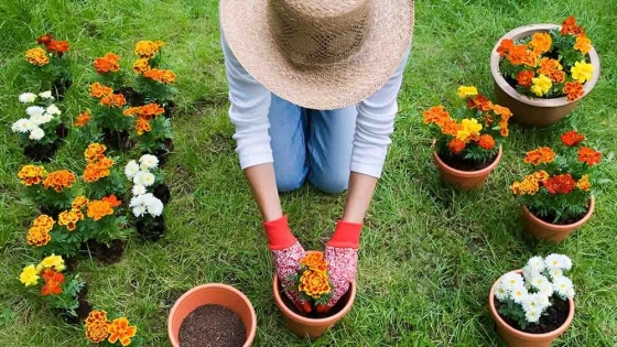 Seminario especial de jardinería: aprendé canastería con fibras naturales y técnicas sustentables