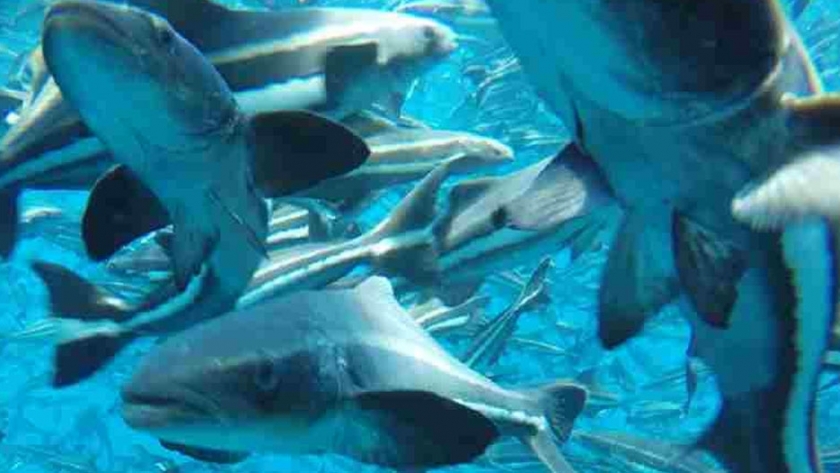 Las cobias, una alternativa para el desarrollo de la maricultura venezolana