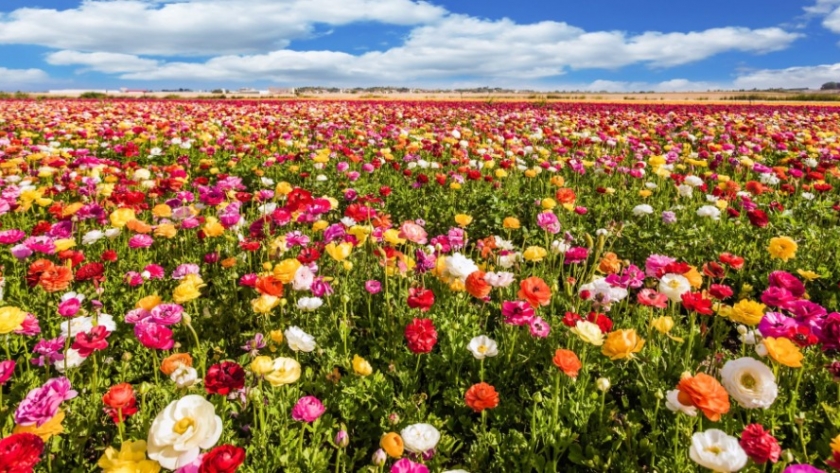 Rojas celebra el Día de la Primavera en la Plaza con música, feriantes y alegría