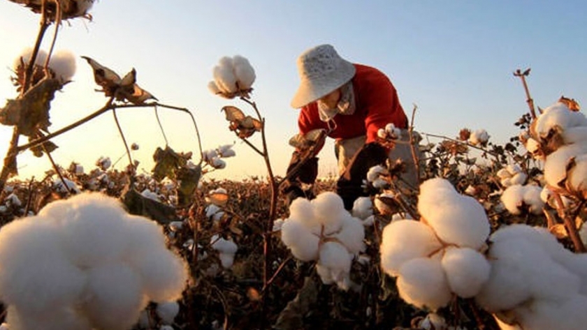 Cultivo de algodón combinado con biotecnología