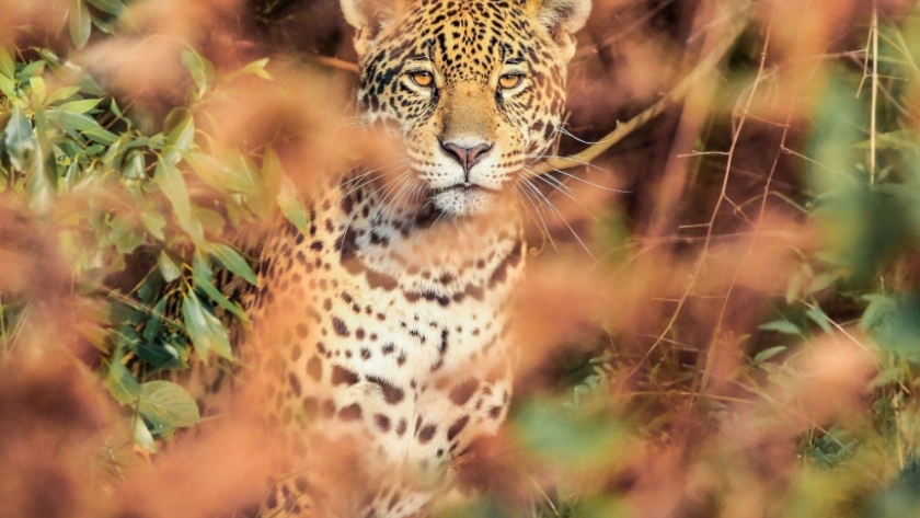 Crean en Misiones un seguro inédito para conservar al yaguareté, el felino más grande de América