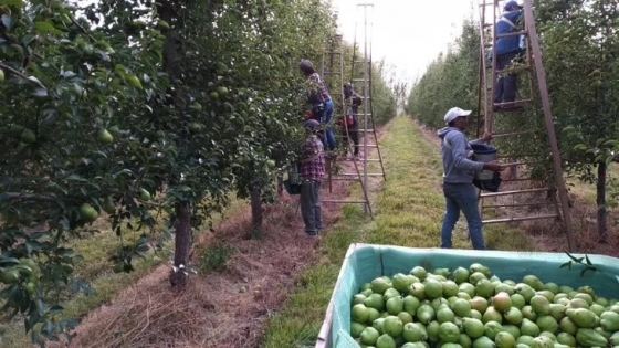 Cada vez cuesta más conseguir trabajadores para la cosecha