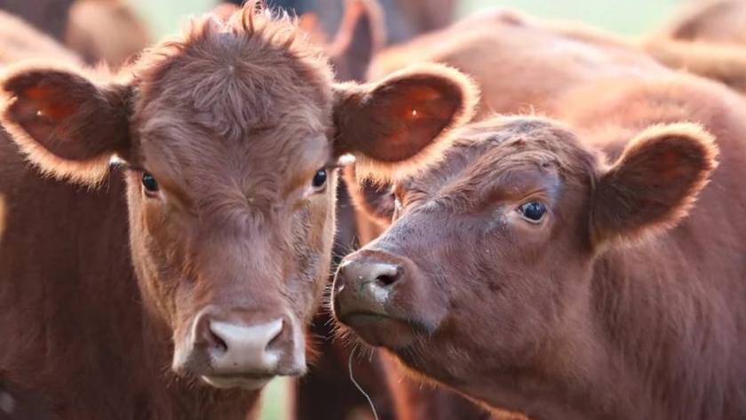 Día de la Ganadería: El bienestar animal representa una ventaja para todas las especies