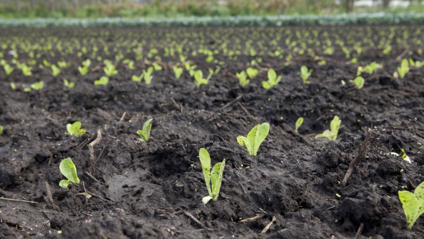 Buenas Prácticas Agrícolas para la producción de frutas y hortalizas: asistencia técnica