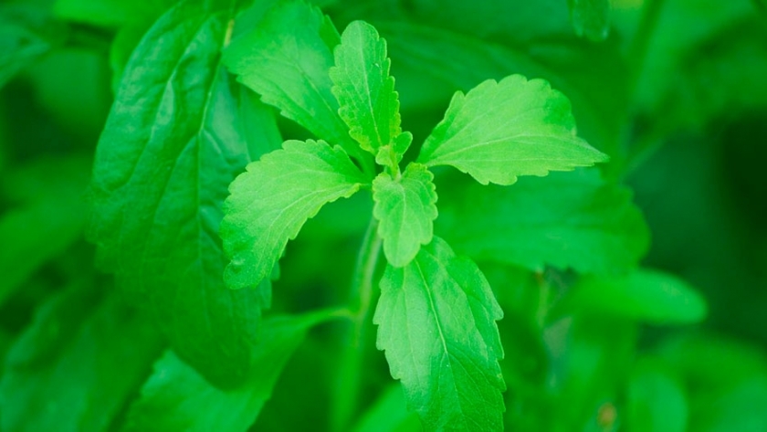 Estados Unidos: nueva stevia con gusto similar al azúcar