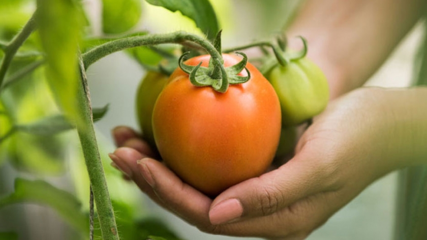 Actividades de la Agencia INTA Santa Rosa con instituciones del medio hortícola
