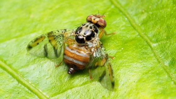 Mendoza: Plan de acciones fitosanitarias por detección de mosca del Mediterráneo