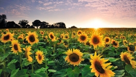 Charla virtual gratuita: Girasol, el cultivo que marca la agenda de la producción agrícola en Argentina