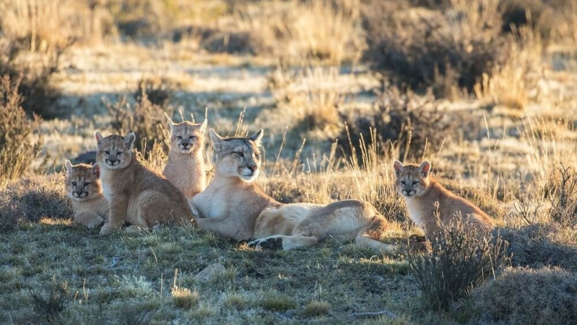 Santa Cruz prohíbe la caza de pumas y zorros
