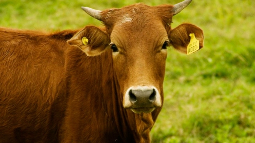 Un feedlot con manejo más eficiente