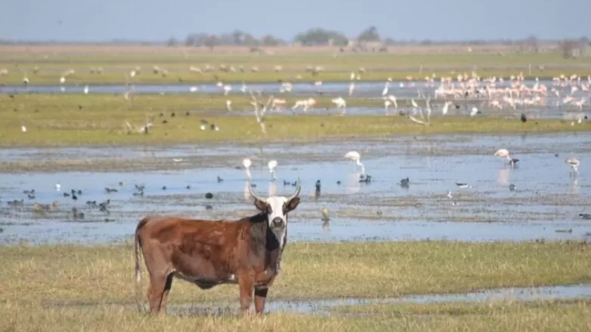 Por qué es importante conservar los humedales del Río Dulce