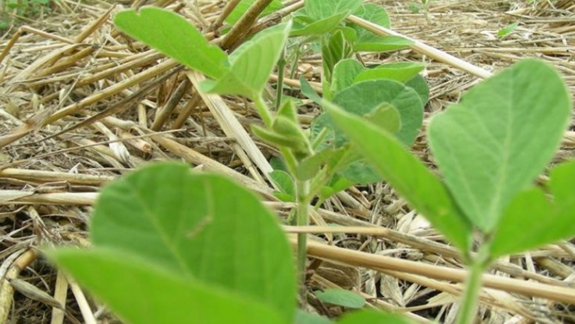 Cómo avanzar hacia una agricultura climáticamente inteligente