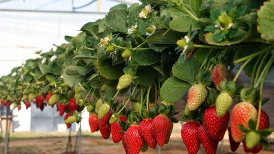 Tucumán: Fortalecimiento a la producción de frutillas de la provincia