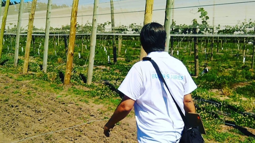 Se realizó operativo en cosecha de arándanos