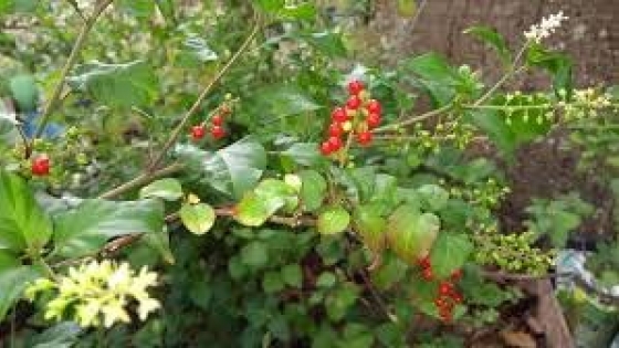 Sangre de Toro, la nativa que atrae polinizadores: Una aliada para fomentar la biodiversidad en los jardines