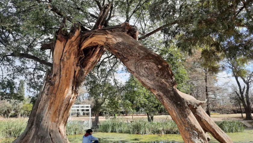 Se viene el VI Congreso Nacional de Arboricultura y Bosques Urbanos