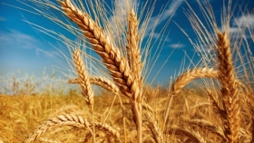 Tecnología y calidad de trigo: caso Sudeste de Buenos Aires