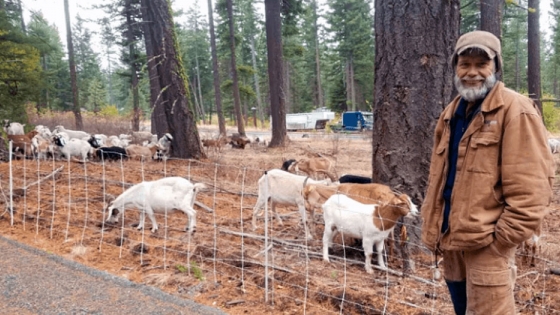 Alquilan cabras para prevenir incendios: así se las ingenia una ciudad estadounidense en la crisis