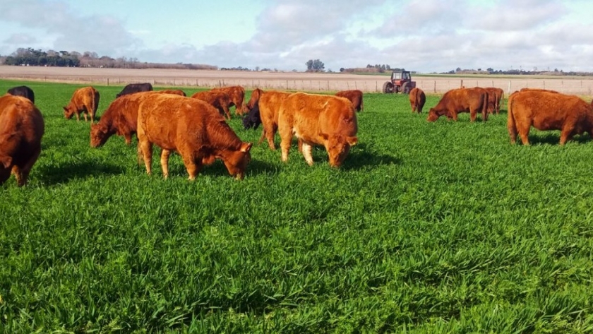 Argentina se amolda a las exigencias de la UE y certifica el origen libre de deforestación de productos cárnicos bovinos