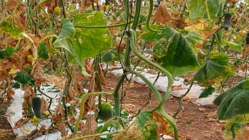 Enfermedades por hongos fitopatógenos en el cultivo de pepino
