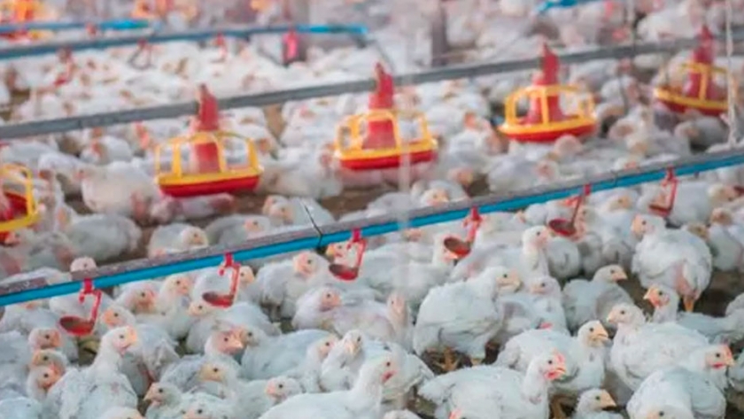 La producción de carne aviar creció un 1,7 % y aumentó el consumo per cápita durante 2020