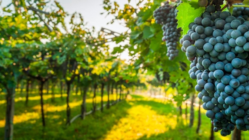Consideraciones para la prevención del coronavirus en el sector vitivinícola