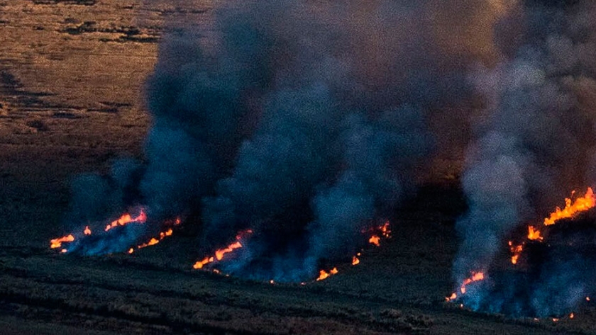 Según Greenpeace, el Delta del Paraná está amenazado por la industria ganadera e inmobiliaria