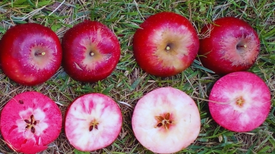 Manzanas de pulpa roja: el INTA evalúa variedades innovadoras para ampliar las exportaciones patagónicas