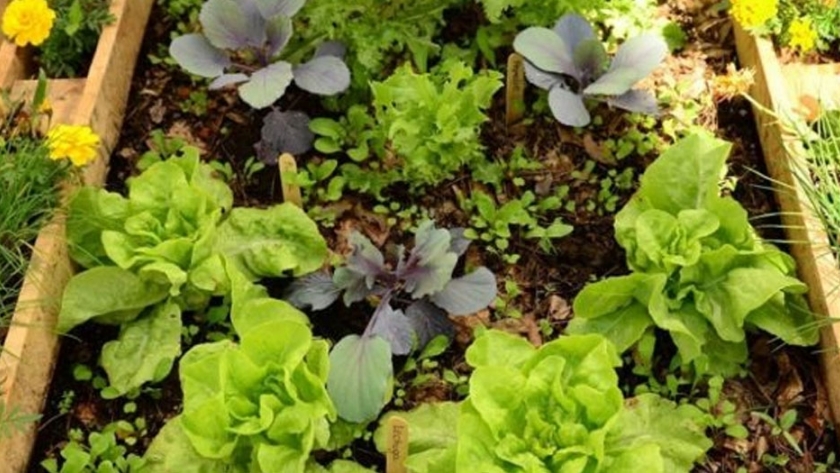 Preparados ecológicos para la huerta sana