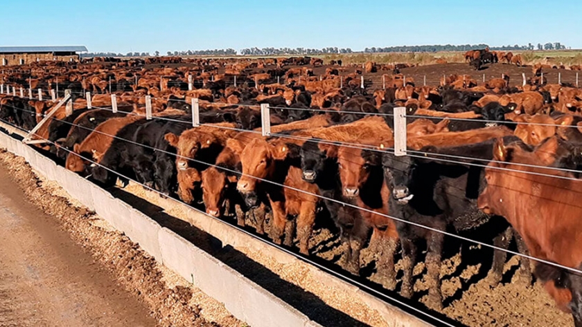 Uso racional de antimicrobianos en producción animal
