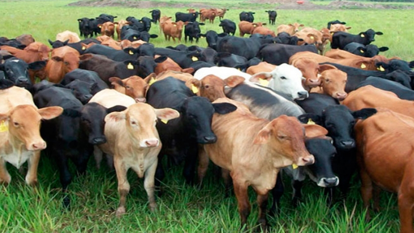 Evaluación de la adición de taninos naturales en la dieta de suplementación, sobre el desempeño productivo de novillitos recriados en pastoreo