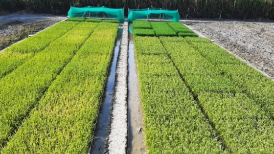 Colombia y EE.UU.  aprueban arroz editado genéticamente para resistir el tizón bacteriano