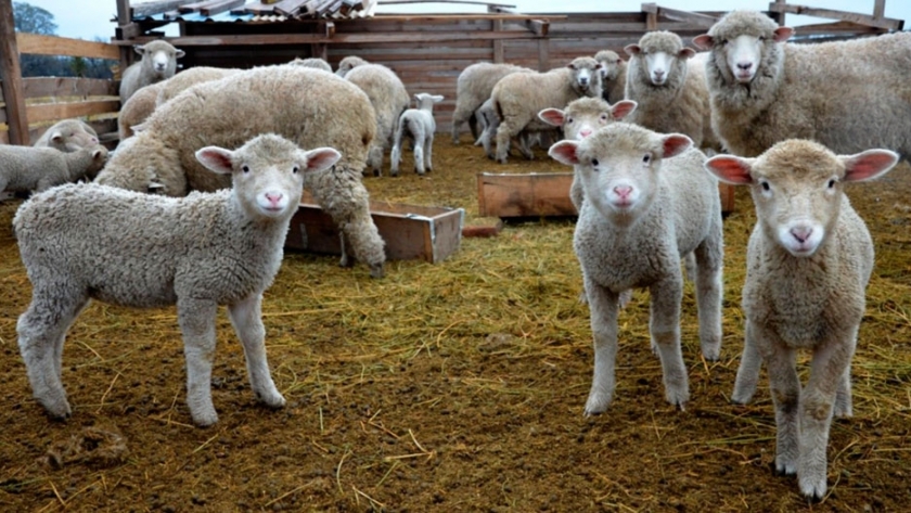 Cómo diseñar dietas más eficientes para los corderos
