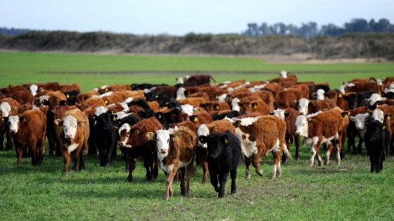 <Sustentabilidad en la ganadería argentina