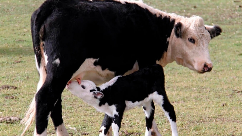 Vacas: guía para un parto saludable