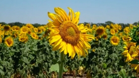 Aumenta la demanda de aceite de girasol y Argentina pierde participación en el mercado