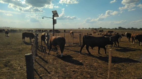 <Ganadería 4.0: la producción bovina se recría con algoritmos