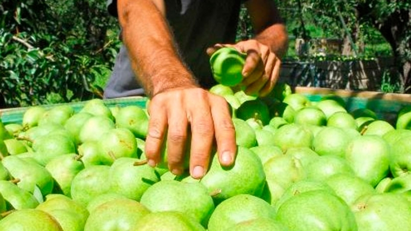 Río Negro: se cargó el primer buque de fruta con destino a Rusia