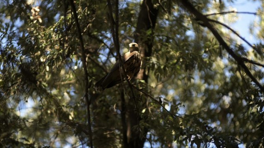 En el Día Nacional de las Aves cuatro rapaces recuperaron su libertad