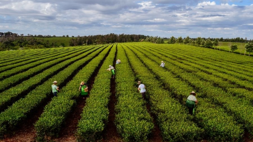Programa de Infraestructura para Entramados Productivos Regionales: Beneficiará a 50 familias de agricultores agroecológicos