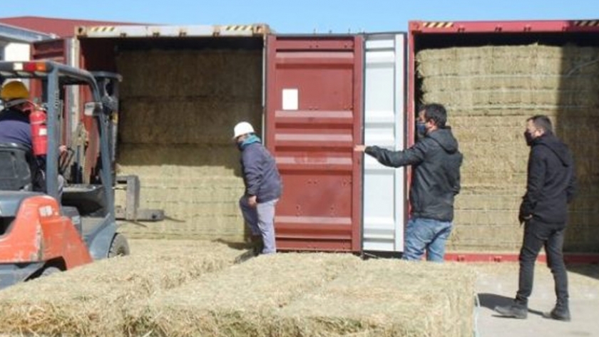 Parte el segundo cargamento de alfalfa del año
