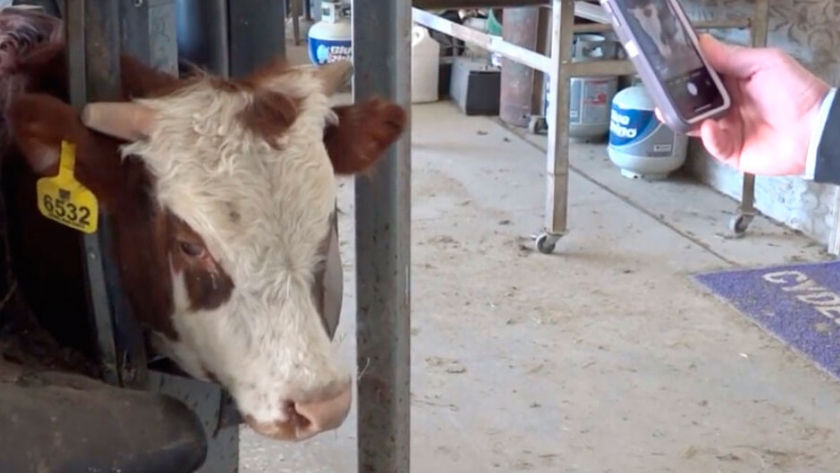 Trazabilidad animal: en EE.UU. desarrollan un herramienta de reconocimiento facial bovino