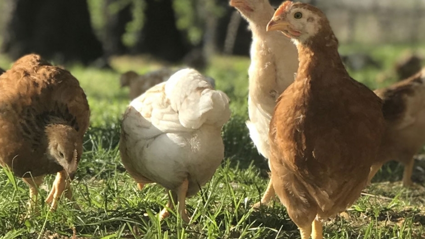 Primera granja de pollos orgánicos 