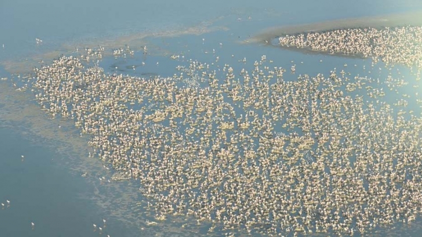 Censo de aves: más de 300 mil flamencos habitan las costas de Mar Chiquita