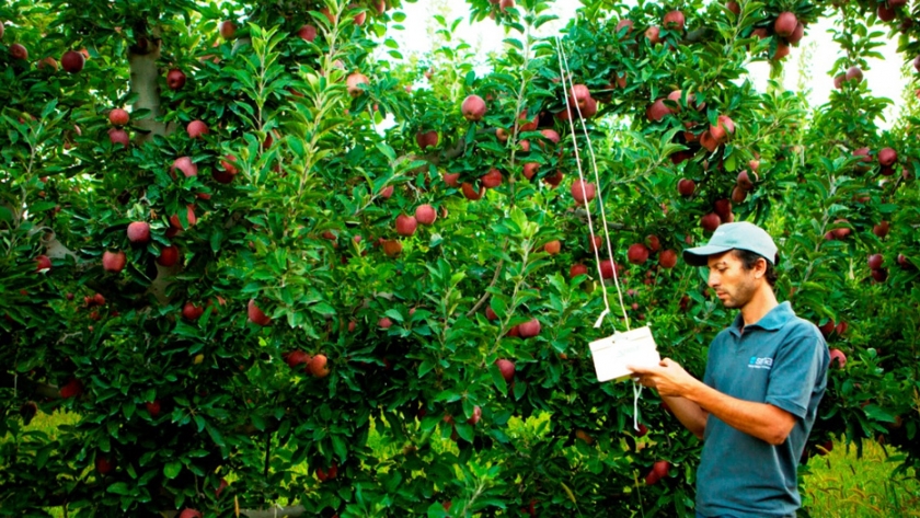 Informe estadístico sobre la producción frutícola de la Norpatagonia