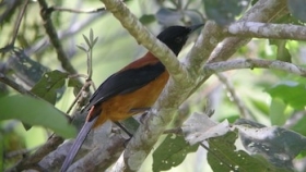 El pitohui encapuchado: el ave más venenosa del mundo con un veneno letal en su plumaje